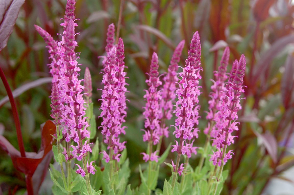 Salvia 'Sixteen Candles'
